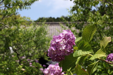あじさい寺