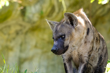 Portrait of free roaming african spotted hyena
