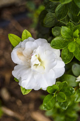 Flor Blanca