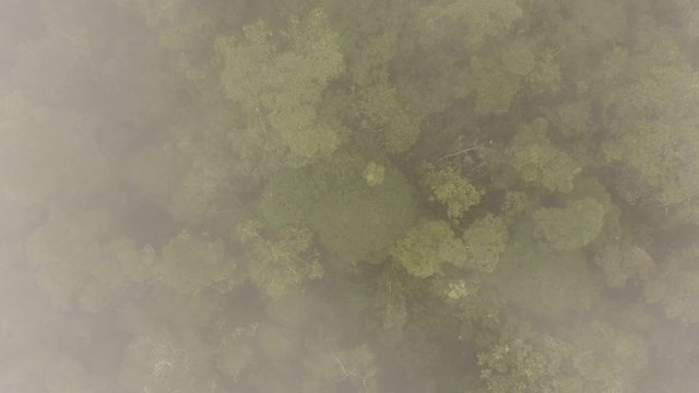Flying over the canopy of misty montane rainforest. High on a Tepuy (flat topped sandstone mountain), home to many endemic species, above Rio Nangaritza Valley in the Cordillera del Condor, Ecuador.