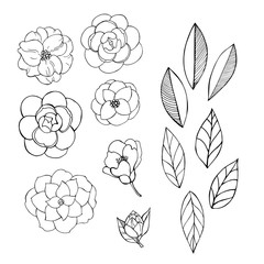 Hand drawn camellia flowers. - obrazy, fototapety, plakaty