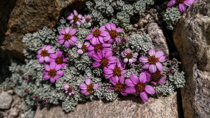 alpine flower and alpine plant
