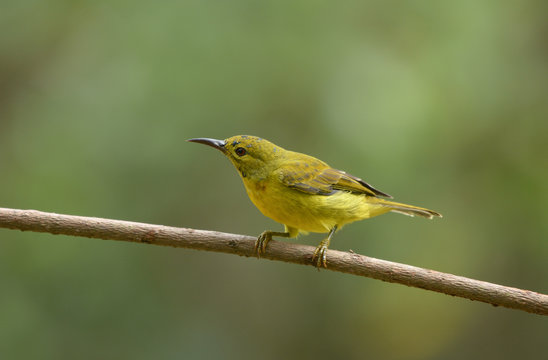 Olive-backed sunbird