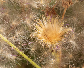 Close up of bloomed thistle flower surround by dandelion seeds