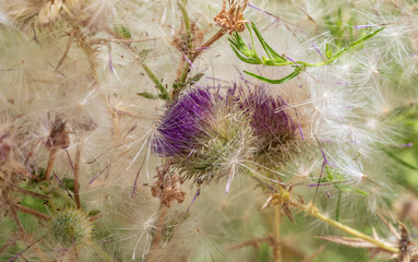 The mix of purple thistles and dandelion seeds up close