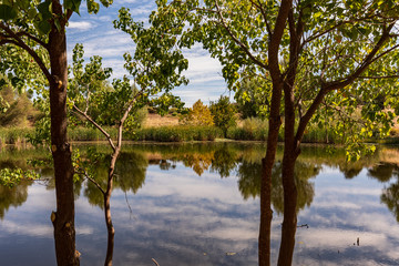 Pond with reflective sky and clouds between two trees