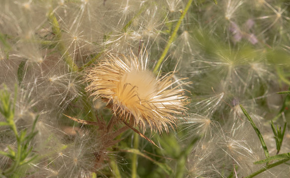 Blossomed thristle flower surrounded by dandelion seeds