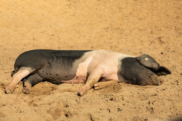 Fototapeta premium Schwäbisch-Hällisches Landschwein