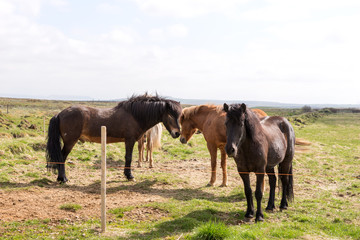 Icelandic horses on the farm in summer
