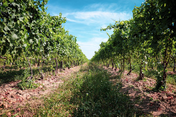 Fototapeta na wymiar Lush green grapes growing on the vine in a bright vineyard