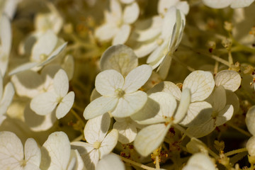 Lush white lilac flower petals bunched closely within the light
