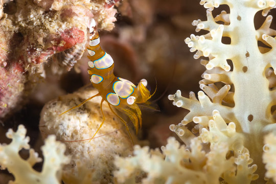 The sexy shrimp in the coral