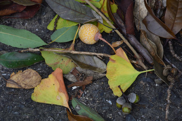 色づいたイチョウの葉や銀杏（ぎんなん）が地面に落ちている風景