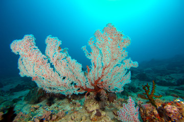 The colorful coral in the coral reef