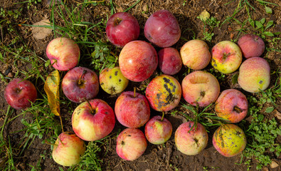 fallen apples in a pile