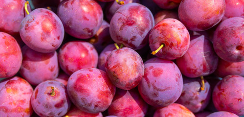 fresh juicy plum