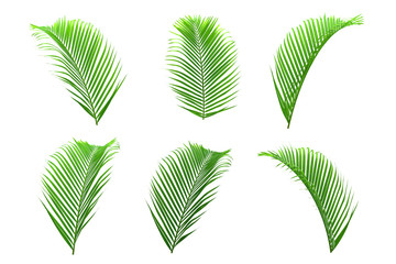 Fototapeta na wymiar Set of palm leaves isolated on white for decor your project.