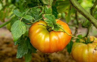 untimely tomato on a bush