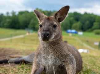 Naklejka na ściany i meble wild kangaroo at the zoo