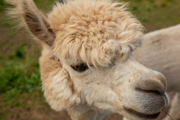 Obraz premium wild llama at the zoo