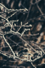 Bushes covered with hoarfrost close-up. An excellent winter background image.