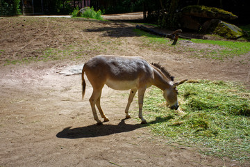 cute donkey's having lunch