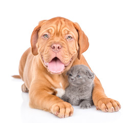 Bordeaux puppy dog embracing scottish kitten. isolated on white background