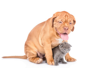 Bordeaux puppy dog sitting with scottish kitten in side view. isolated on white background