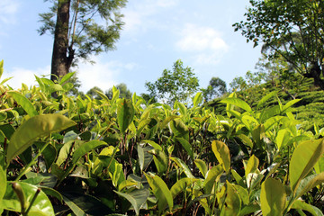 The green tea plantation around the town of Ella