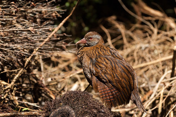 A North Island weka on Kapiti Island, New Zealand.