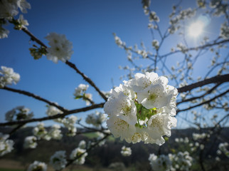 Kirschblüte 