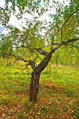 Trees in the forest in early autumn.