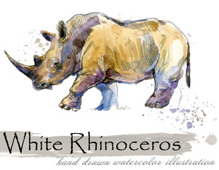 rhinoceros hand drawn watercolor illustration