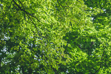 Fototapeta na wymiar Beautiful green foliage in sun lights in a summer forest.
