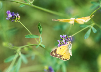 pair of butterflies