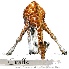 giraffe hand drawn watercolor illustration © Елена Фаенкова