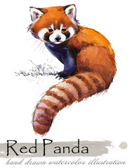 Red Panda hand drawn watercolor illustration © Елена Фаенкова