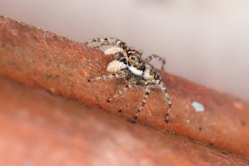 Harlequin jumping spider