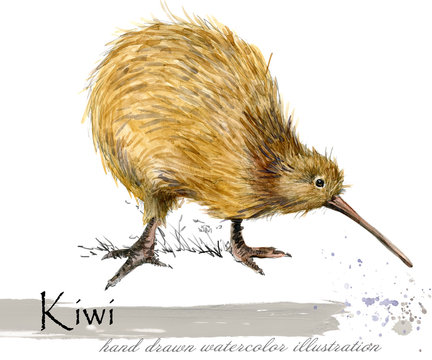 Kiwi Bird Hand Drawn Watercolor Illustration