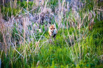 fox in grass