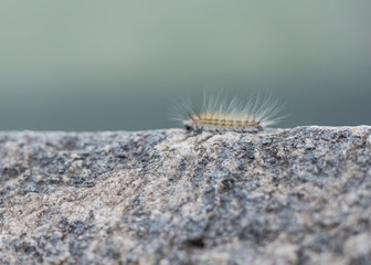 millepiedi
