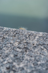 millepiedi