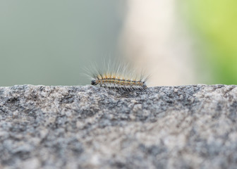 millepiedi