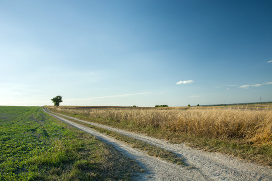 Long Road Through Fields And A Lonely Tree