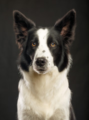 Border Collie Dog on Isolated Black Background in studio