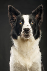 Border Collie Dog on Isolated Black Background in studio