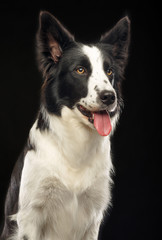Border Collie Dog on Isolated Black Background in studio