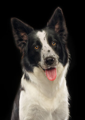 Border Collie Dog on Isolated Black Background in studio
