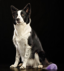 Border Collie Dog on Isolated Black Background in studio