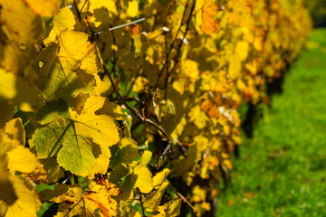 yellow grape leaves at vinery, october